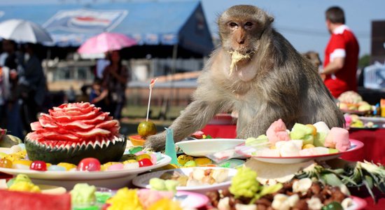 Ceļot ar garšu! Pieci kulinārie festivāli, kurus šogad vēl var apmeklēt