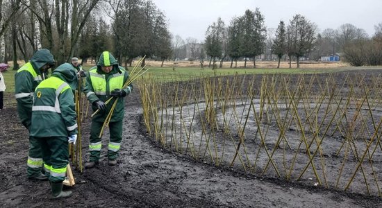 Nordeķu parkā Pārdaugavā izveidots dzīvžoga labirints