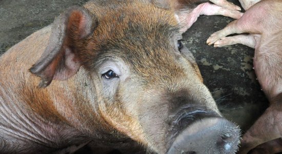 Āfrikas cūku mēri konstatē mājas cūkām Igaunijā; PVD aicina Latvijā ievērot biodrošību