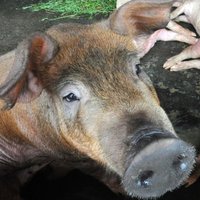 Евросоюз выставит России счет за свинину на 1,4 млрд евро
