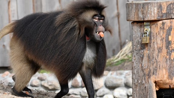 Geladas Rīgas zoo - 8