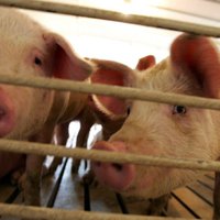 Все забитые свиньи с фермы Latgales Bekons переданы на утилизацию