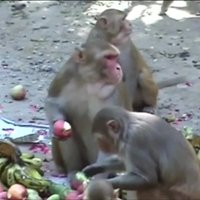 Pērtiķi 'apēd' Vārānasī internetu; bremzē Indijas digitālo revolūciju