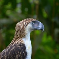 Pēc divu gadu pārtraukuma Filipīnās atrasts ērglis - mērkaķu ēdājs