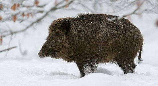 Āfrikas cūku mēri konstatē Jaunsvirlaukas, Priekules un Ezeres pagastos