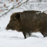 Par gada dzīvnieku Latvijā izvēlēta mežacūka