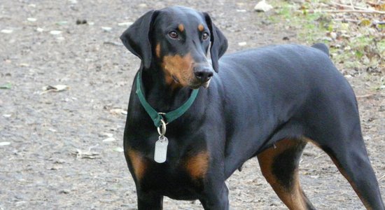 Suņu šķirne: dobermanis