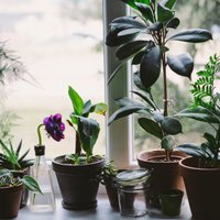 Zaļais košums mājās: augi, kurus kopt būs katram pa spēkam