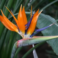 Foto: LU Botāniskajā dārzā zied krāšņie paradīzes putni – karaliskās strelīcijas