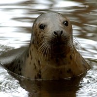 Rīgas Zoo ronēnu sliktā laika dēļ vēl jūrā neizlaidīs