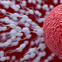 Инсеминация: свидание половых клеток, которое устраивает врач