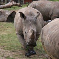 Двухлетняя девочка чудом выжила после падения в клетку к носорогам