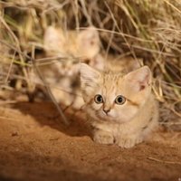 Video: Pirmo reizi savvaļā nofilmēti retie smilšu kaķēni