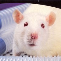 Ученые создали "умнейшую в мире" крысу
