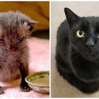 Pirms un pēc: uz ielas Jaunzēlandē atrasta kaķa pārvērtības divu gadu garumā