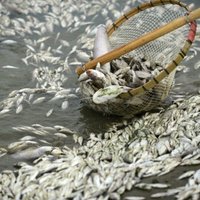 По неустановленным причинам в озере Пузес гибнет рыба