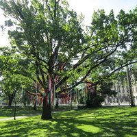 Par galvaspilsētas kokiem gādās 'Labie koki'