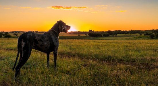 Suņu šķirne: vācu dogs