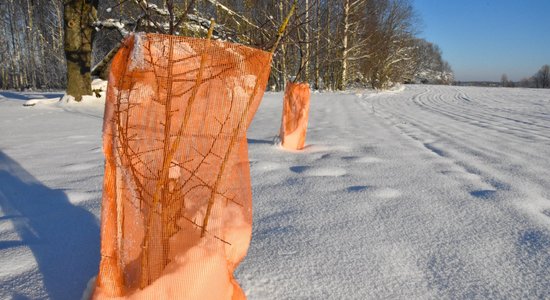 Pasargāt gan no saules, gan zvēriem: padomi, kā augļu kokus sagatavot ziemai