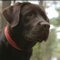 Video: Kā iemācīt sunim pirmās pamatkomandas