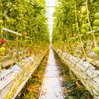 Foto: Kā Getliņu siltumnīcās aug raženi tomāti un gurķi