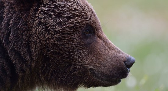 Valkas novada iedzīvotāji sirojošos lāčus no pagalmiem centušies aizbaidīt ar trokšņiem