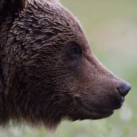 Rīgā netālu no Buļļupes manīts brūnais lācis