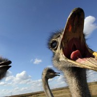 Возбужденный китаец загрыз в зоопарке страуса