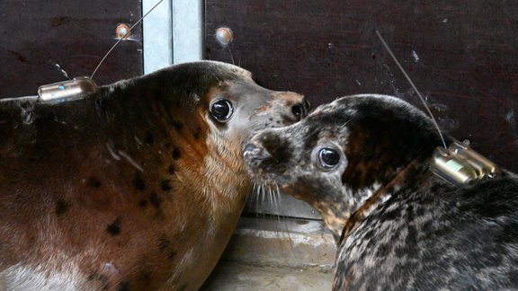 Rīgas zoo publicitātes foto