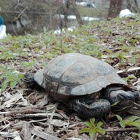 Lielās talkas laikā sastaptais bruņurupucis ir rets atradums, uzsver ekologs