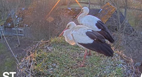 Fāze un Volts satikušies! Tiešraides balto stārķu ligzdā izveidojies pāris