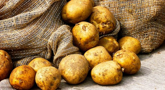 Жара, засуха и колорадские жуки: картофелеводы сообщили о сокращении урожая в 1,5-5 раз