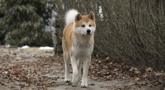 ВИДЕО: собака в Риге несколько дней просидела рядом с умершим хозяином