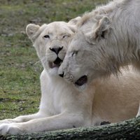 На складе зоомагазина в Бангкоке найдены 14 белых львов