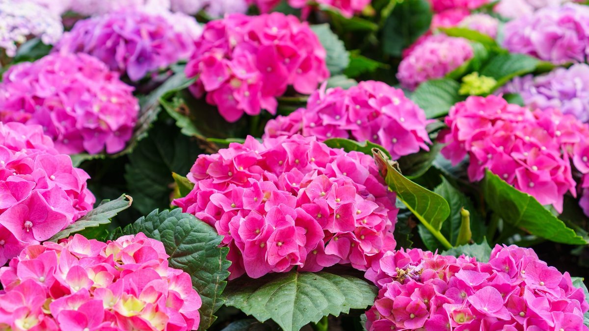 Благовещенск интимдік жарнамалары