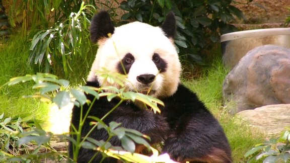 panda