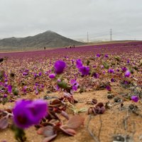 Foto: Ziedos uzplaucis pasaulē sausākais tuksnesis