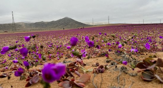 ФОТО. Как цветет самая сухая пустыня в мире