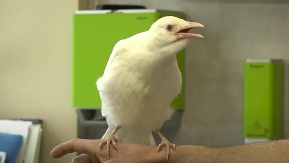 Liepājā atrastā baltā vārna pārvāksies uz galvaspilsētu, vēsta LTV