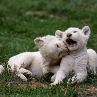 Foto: Zoodārzā Čehijā dzimuši reto balto lauvu piecīši
