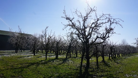 salna, augļu koki