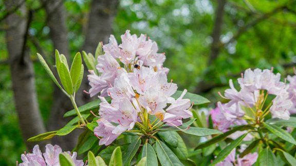 Rododendri botāniskajā dārzā - 44