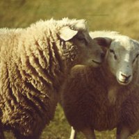 Ar 1,47 miljonu eiro reklāmas kampaņu mēģinās veicināt aitas gaļas patēriņu