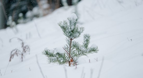 Meža zemes pārdošana – kāpēc 'Latvijas valsts meži' ir drošākā izvēle