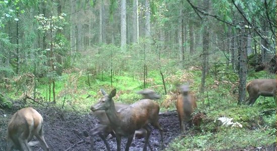 Video: Ķemeru nacionālajā parkā mītošie staltbrieži nododas dubļu priekiem