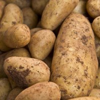 'Aloja Starkelsen' plāno kļūt par lielāko bioloģiskās kartupeļu cietes ražotāju pasaulē
