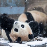 Aizkustinošs video: Lustīgs panda dauzās sniegā