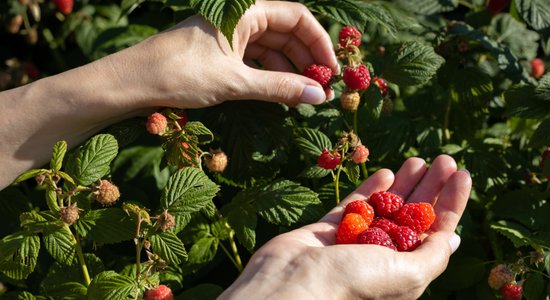 Dodies pēc rudens avenēm! Lauki, kur pašam salasīt aromātiskās ogas