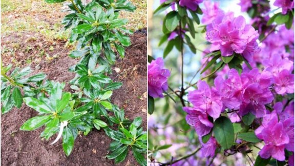 rododendri, rododendrs Foto: DELFI/Rododendru selekcijas un izmēģinājumu audzētava "Babīte