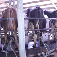 Ферма, где роботы доят коров, инвестирует 2 млн евро вопреки кризису в молочной отрасли
